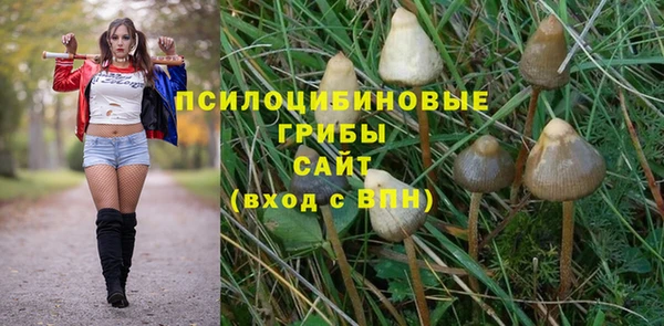прущие грибы Баксан